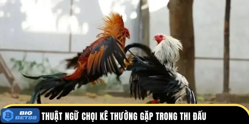 Đôi nét đặc sắc về biệt ngữ chọi gà