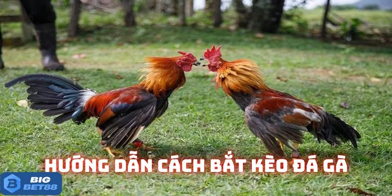 keo da ga bigbet88