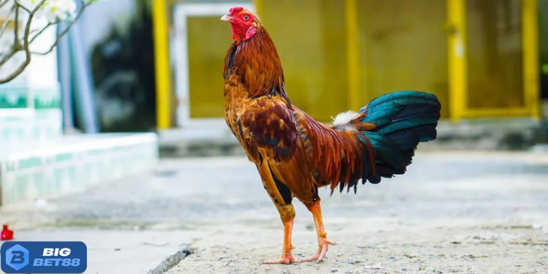 Lựa chọn gà có tinh thần thi đấu cao